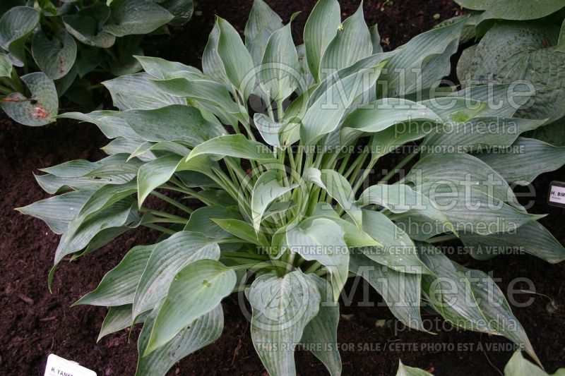 Hosta Yankee Blue (Hosta funkia august lily)  1