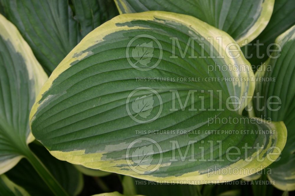 Hosta Yellow River (Hosta funkia august lily)  1