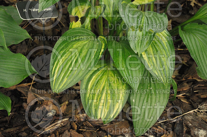 Hosta Yellow Splash (Hosta funkia august lily) 1 