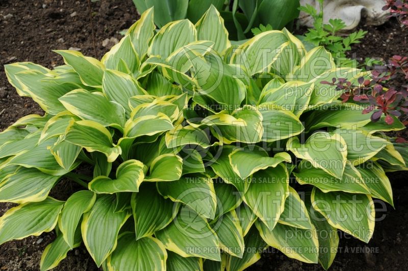 Hosta Yellow Splash Rim (Hosta funkia august lily) 2 