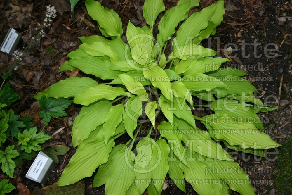 Hosta Yellow Waves (Hosta funkia august lily) 1