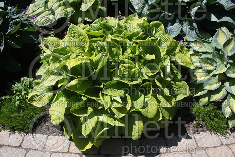 Hosta Zounds (Hosta funkia august lily) 1