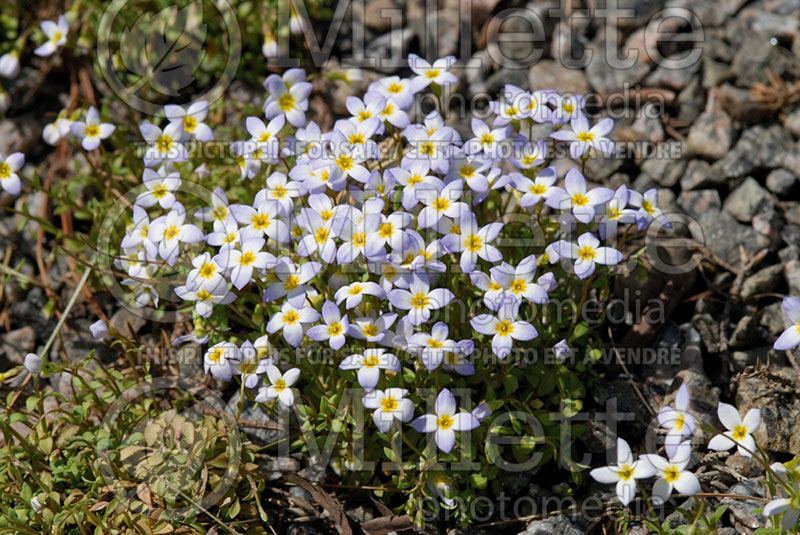 Houstonia caerulea (Azure Bluet, Quaker ladies) 1