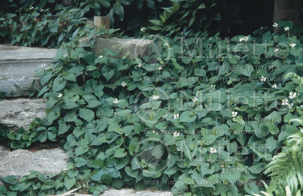 Houttuynia cordata (Chameleon plant) 2
