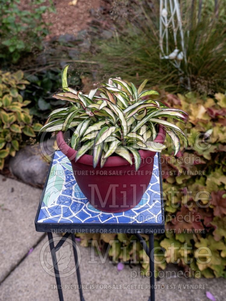 Hoya Wayetii Variegata (wax plant) 1