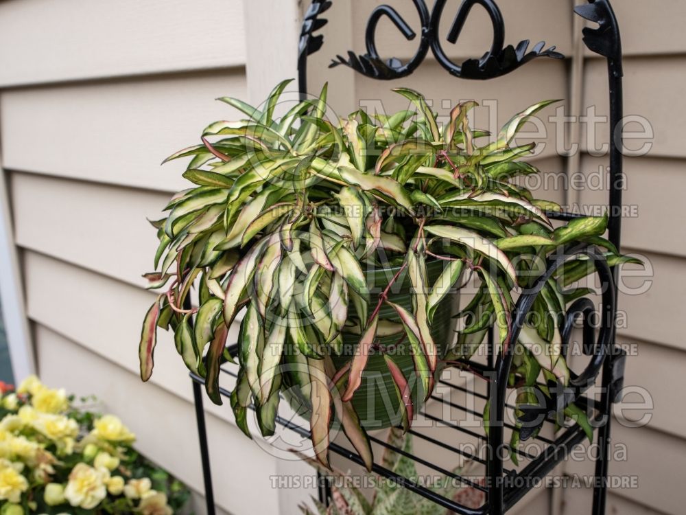 Hoya Wayetii Variegata (wax plant) 2