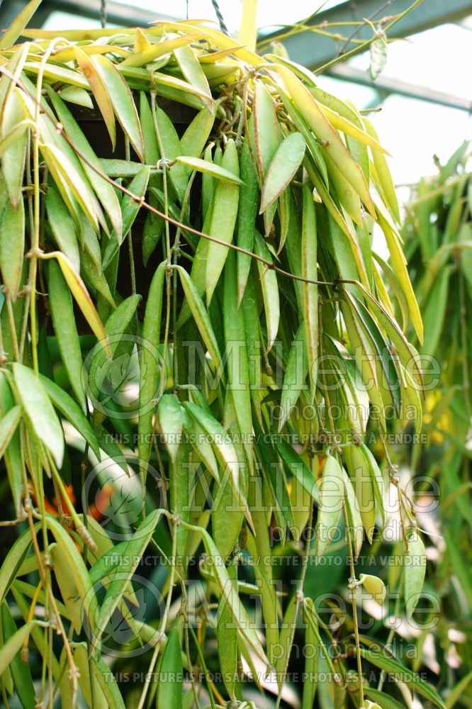 Hoya kentiana (wax plant) 1
