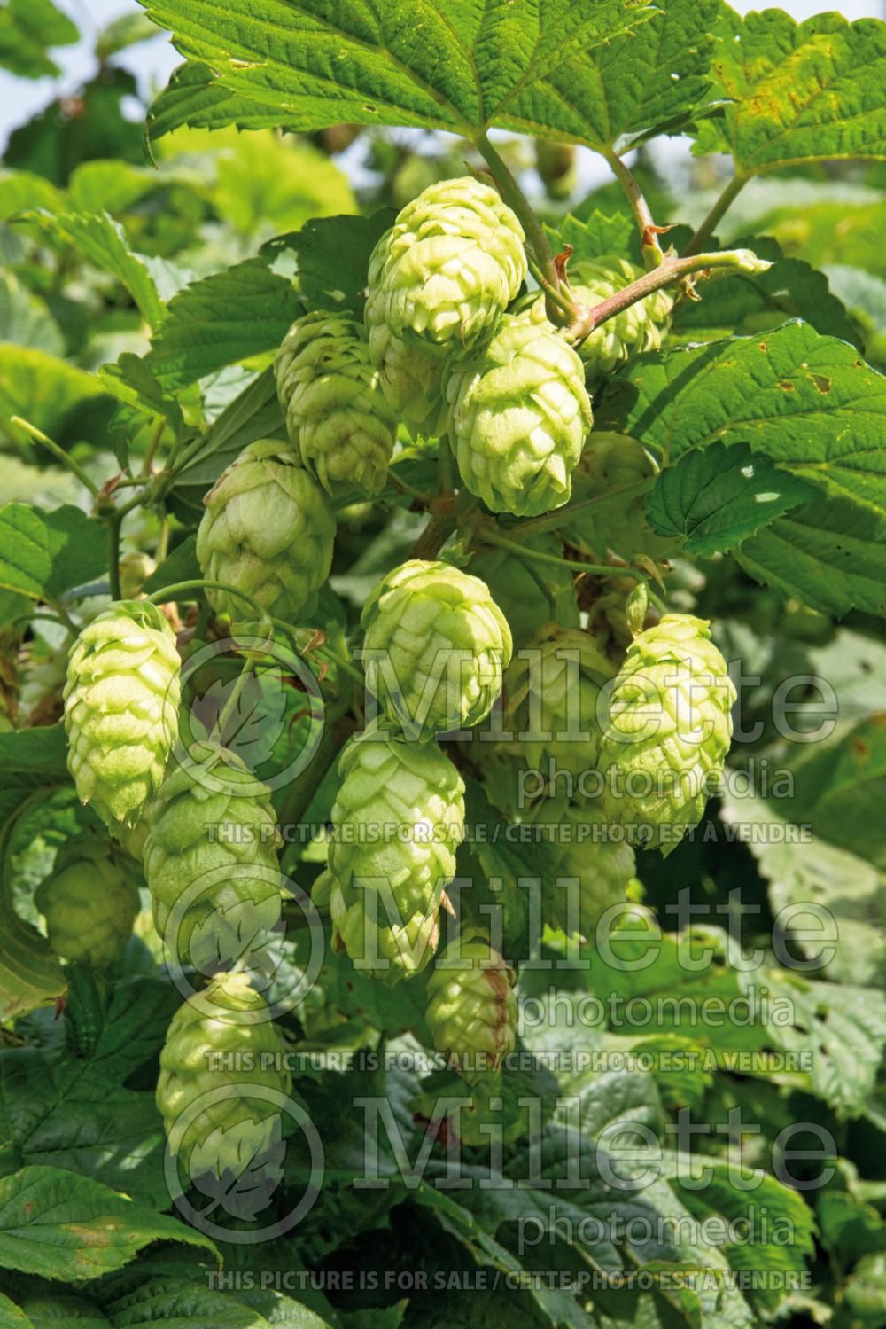 Humulus cordifolius (Japanese hops) 2