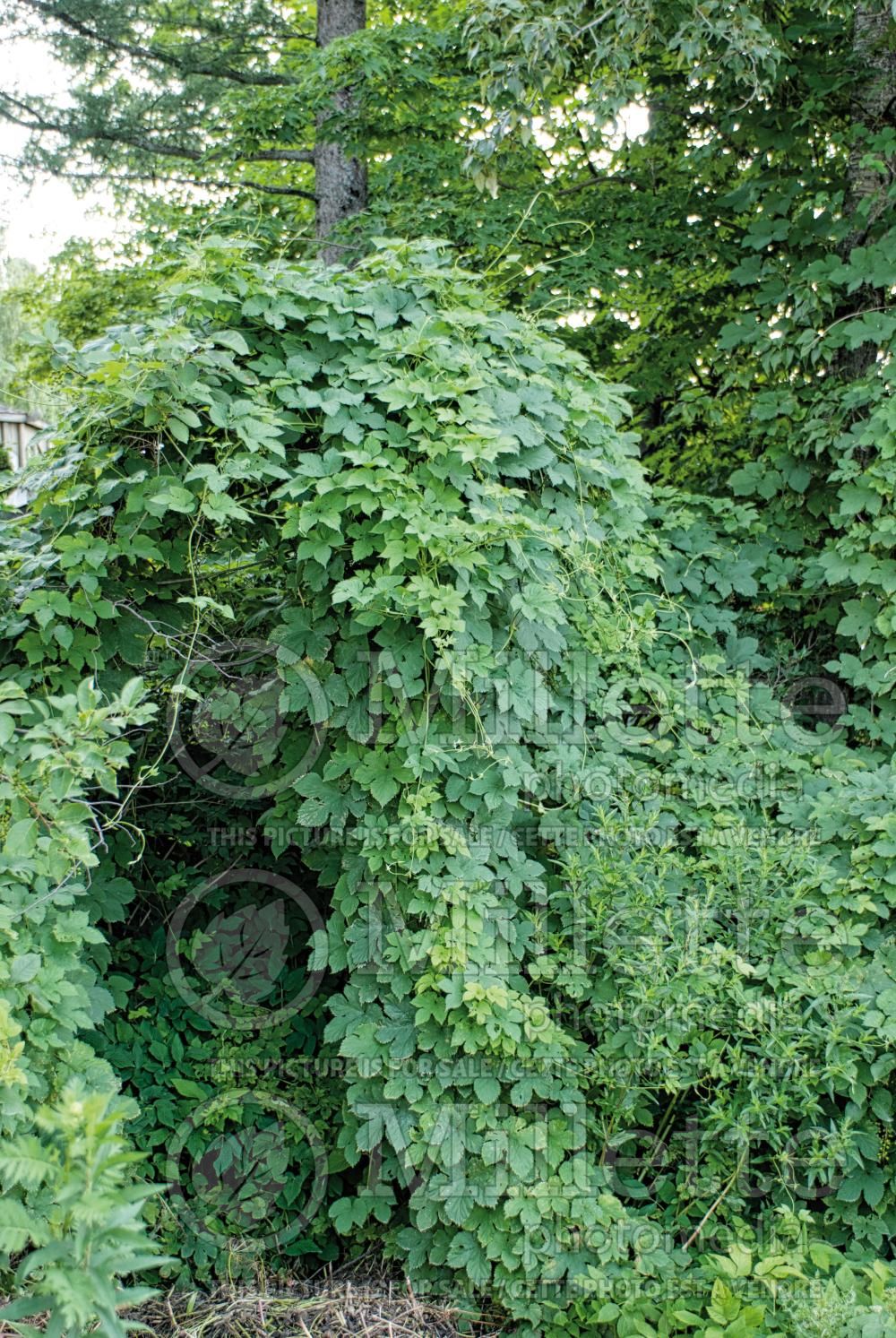 Humulus cordifolius (Japanese hops) 1