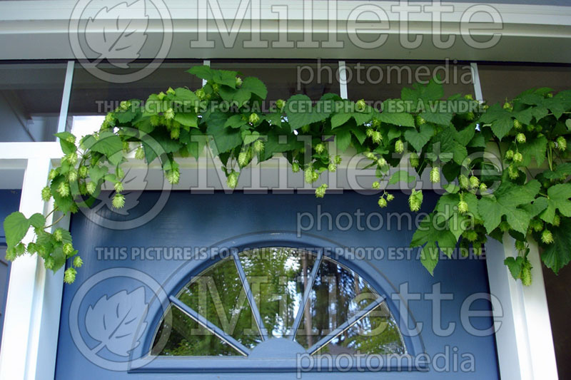 Humulus Aureus over the door is ornamental (Ambiance) 12 