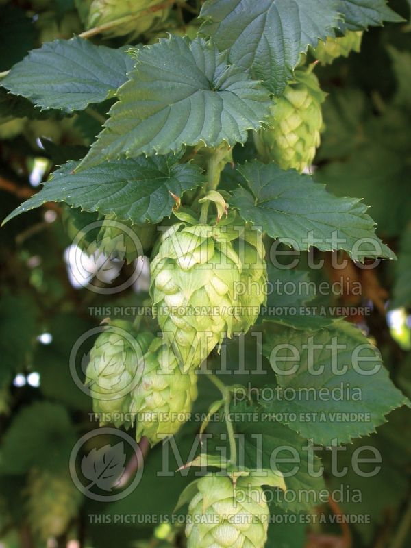 Humulus Bianca (Ornamental Golden Hops) 1