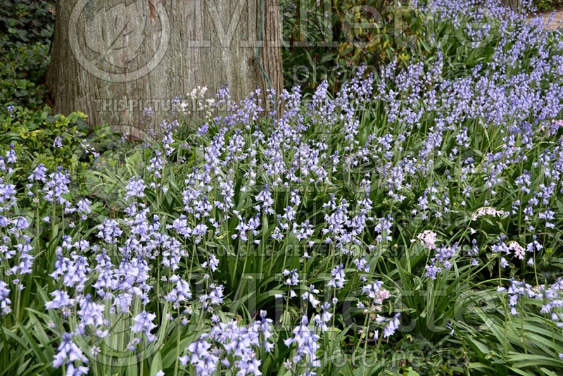 Hyacinthoides Excelsior (Spanish Bluebells) 1