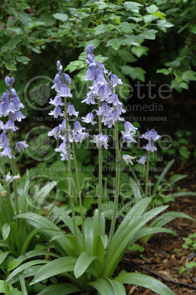 Hyacinthoides hispanica (Spanish Bluebells) 1