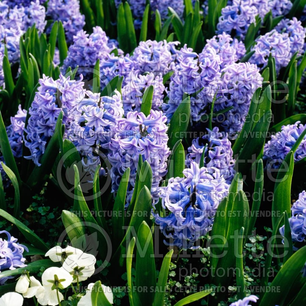 Hyacinthus Blue Giant (Hyacinth) 1