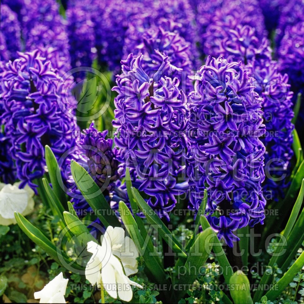 Hyacinthus Blue Jacket (Hyacinth) 1
