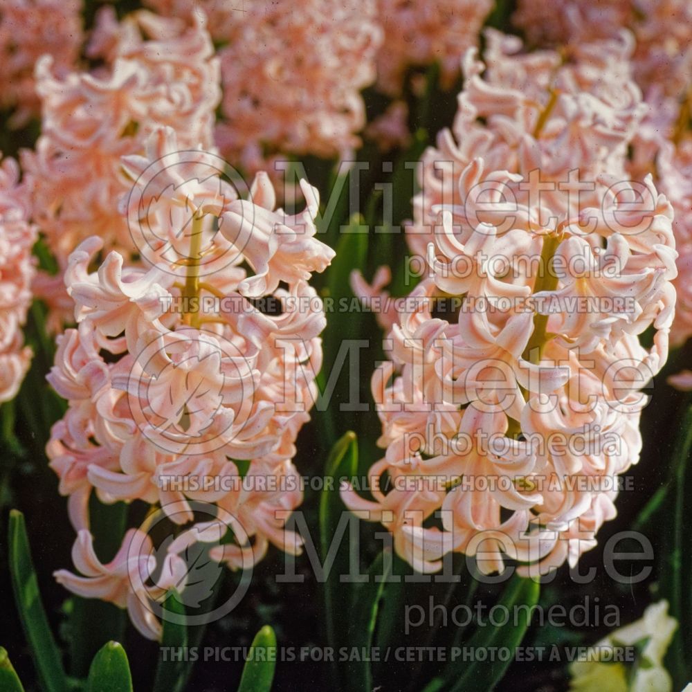Hyacinthus Lady Darby (Hyacinth) 1 