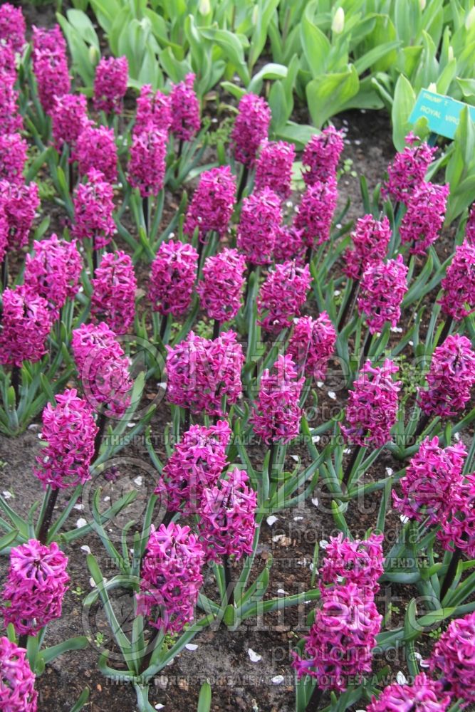 Hyacinthus Woodstock (Hyacinth) 2