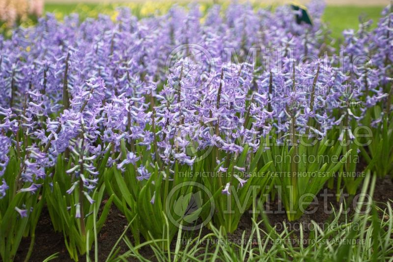 Hyacinthus Blue Festival (Hyacinth) 1