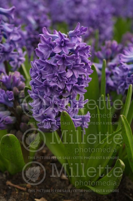 Hyacinthus Blue Tango (Hyacinth) 1