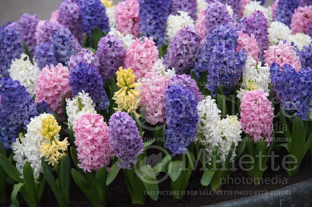 Hyacinths mixed (Bulbs) 2