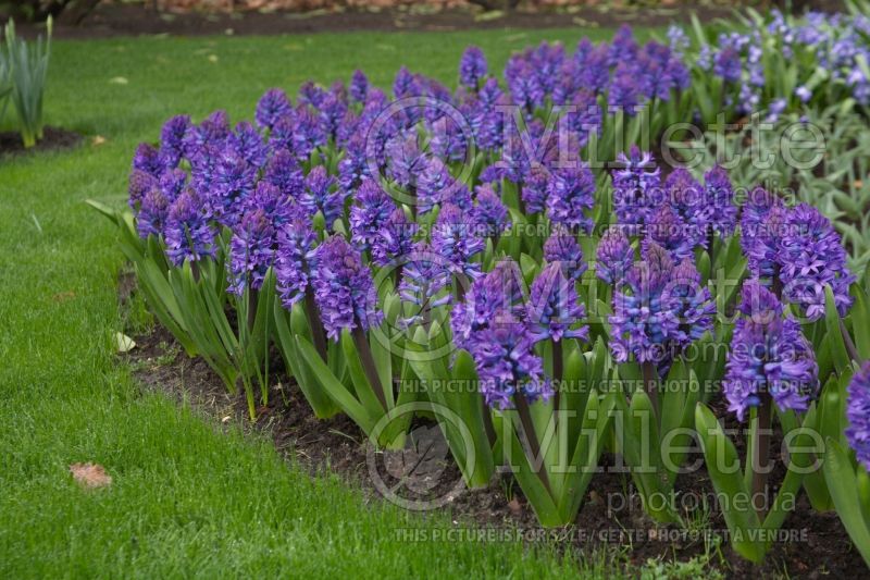 Hyacinthus Minos (Hyacinth) 1