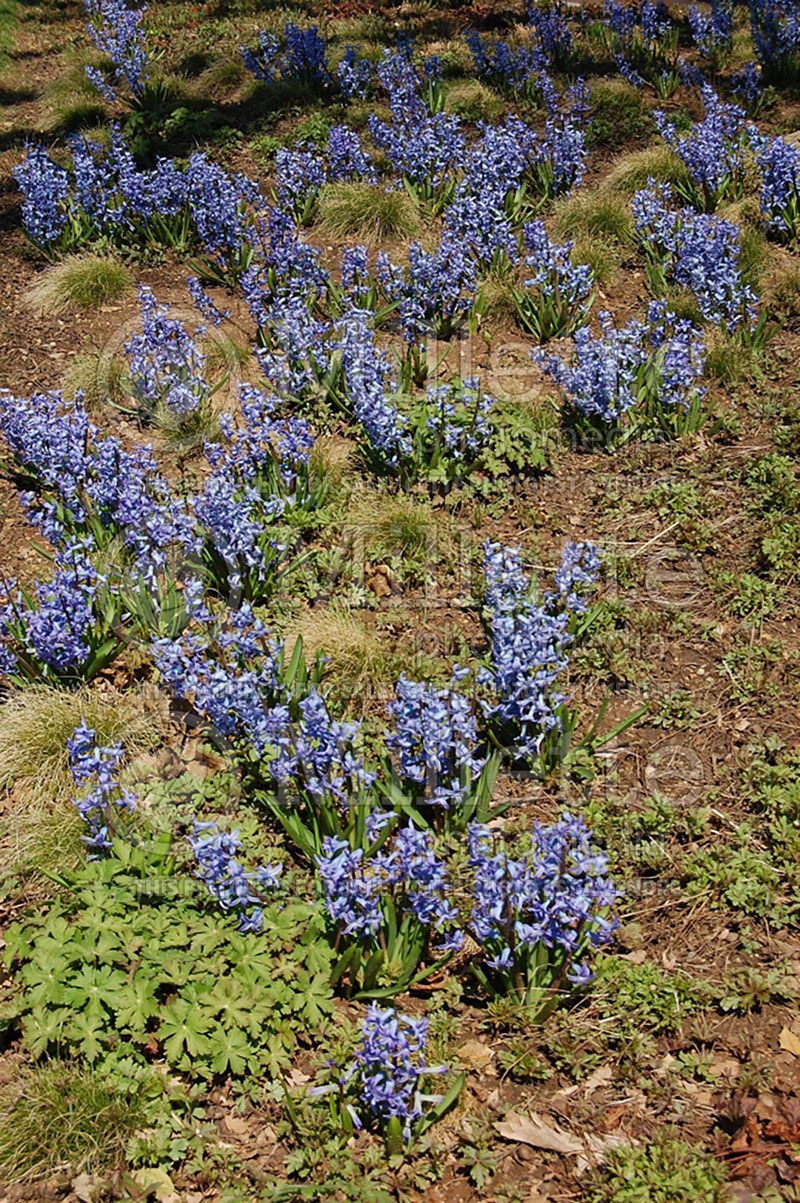 Hyacinthus Blue Ice (Hyacinth) 1