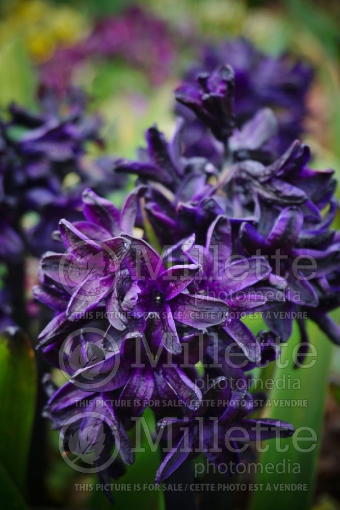 Hyacinthus Dark Dimension (Hyacinth) 3