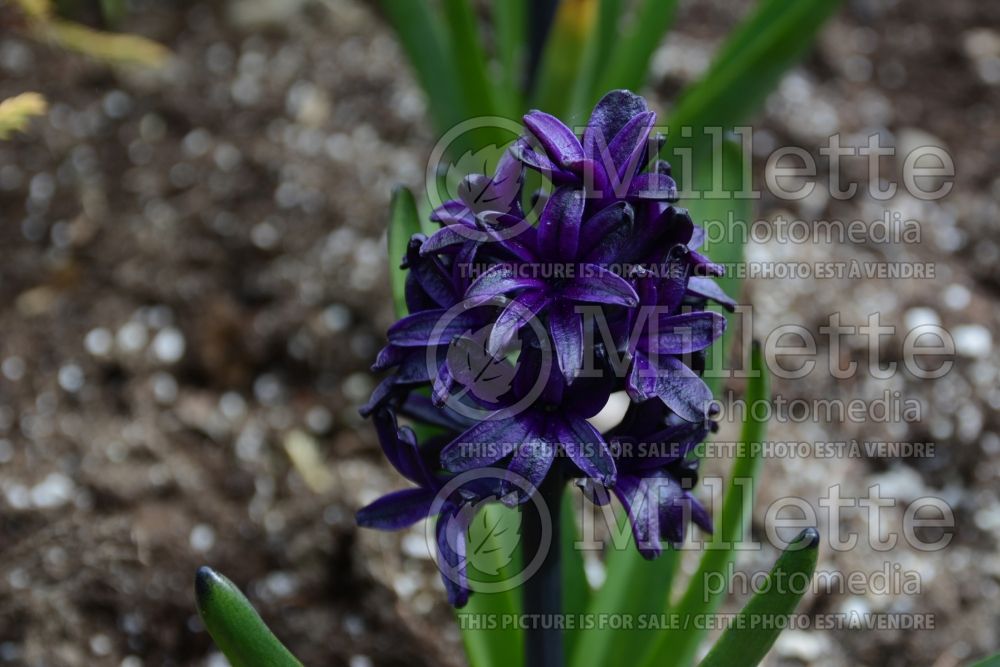 Hyacinthus Dark Dimension (Hyacinth) 2