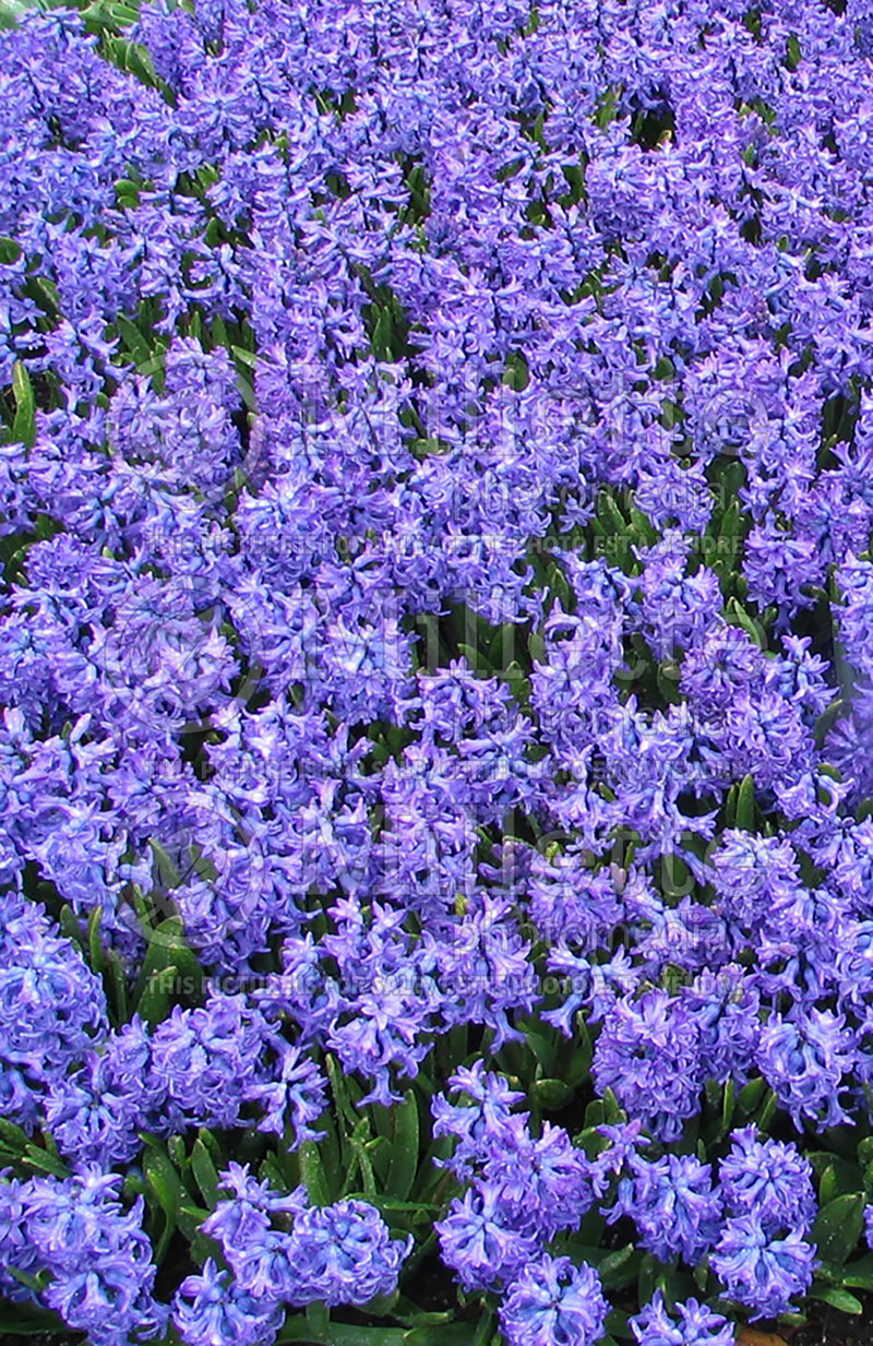 Hyacinthus Delft Blue (Hyacinth)  1 