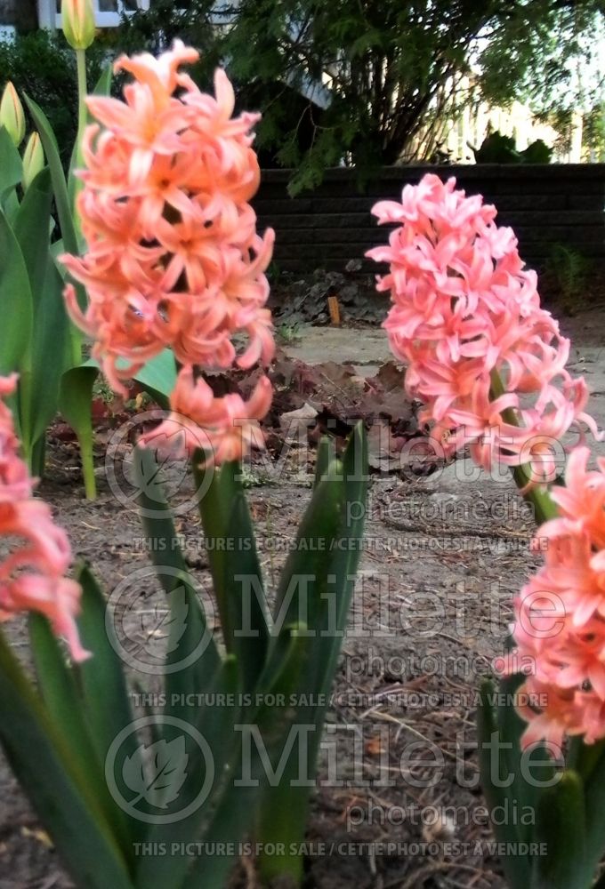 Hyacinthus Gipsy Queen (Hyacinth) 2  