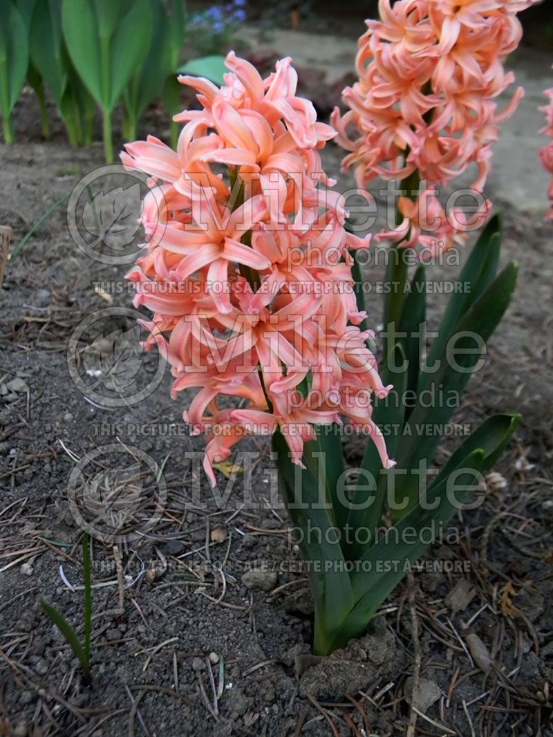 Hyacinthus Gipsy Queen (Hyacinth)   1