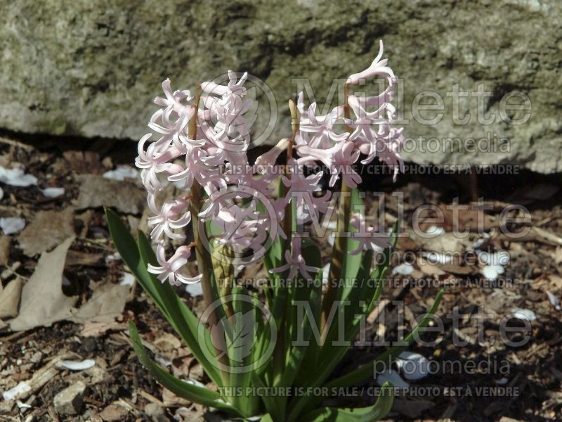 Hyacinthus Pink Festival (Hyacinth) 1