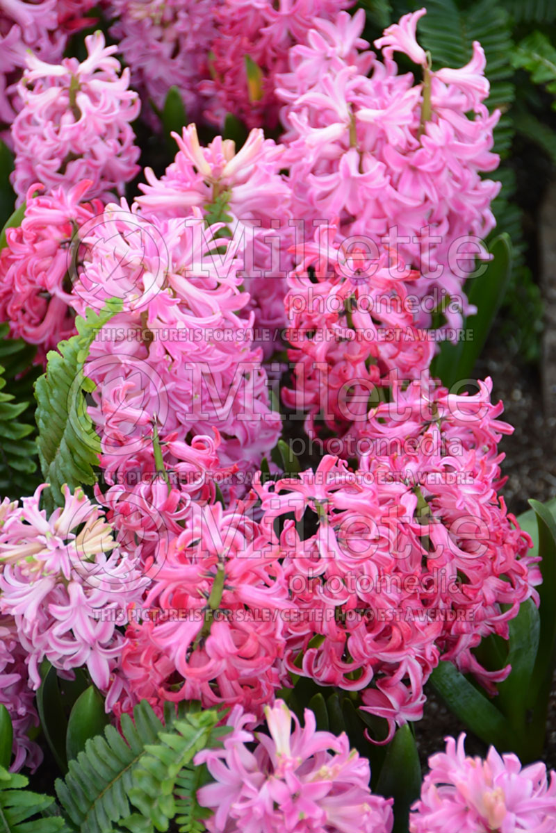 Hyacinthus Pink Pearl (Hyacinth) 3