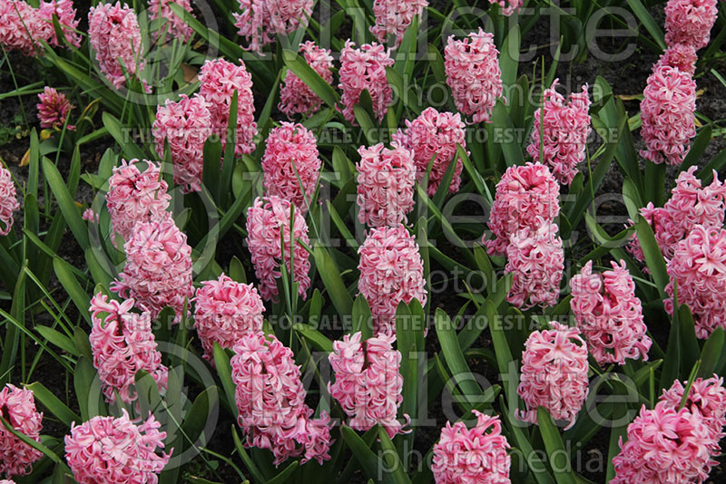 Hyacinthus Prince of Holland (Hyacinth) 1 