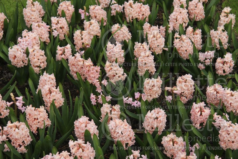 Hyacinthus Prince of Love (Hyacinth) 1 