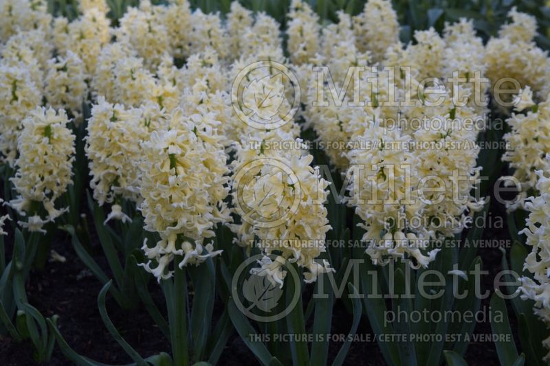 Hyacinthus Yellow Queen (Hyacinth) 2