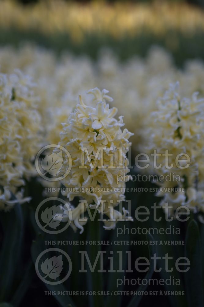 Hyacinthus Yellow Queen (Hyacinth) 1