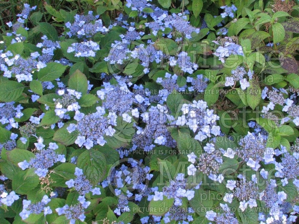 Hydrangea Blue Billow (Bigleaf Hydrangea Mophead) 5 