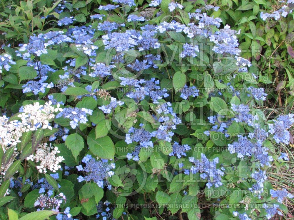 Hydrangea Blue Billow (Bigleaf Hydrangea Mophead) 6 