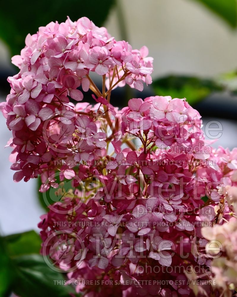 Hydrangea Pinkerella (Hydrangea) 1