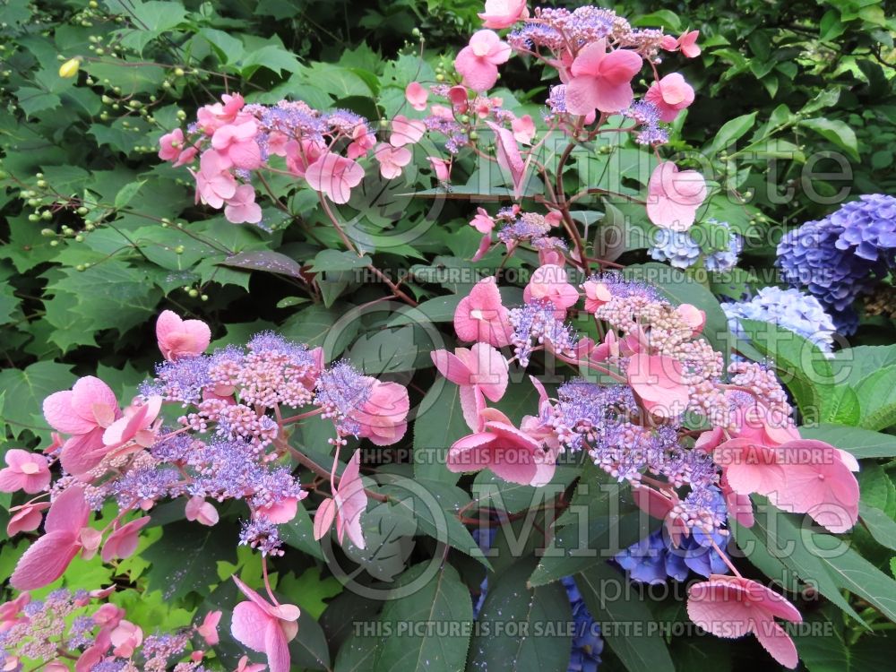 Hydrangea Hot Chocolate (Hydrangea) 4 