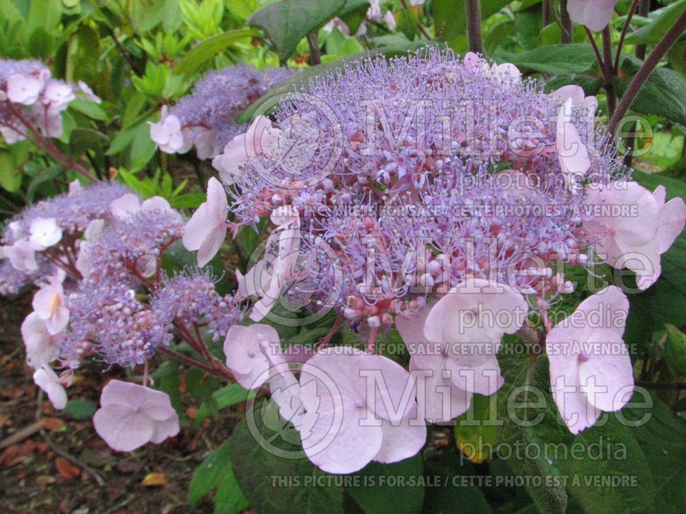 Hydrangea Pale Leed (Hydrangea) 1 