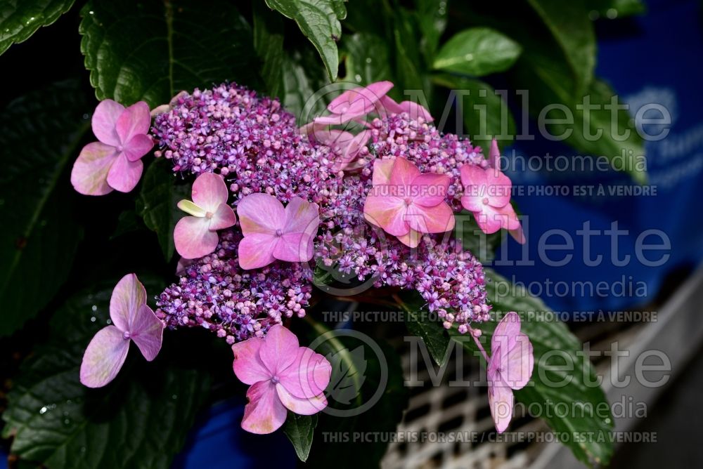 Hydrangea Endless Summer Pop Star (Bigleaf Hydrangea Mophead) 1