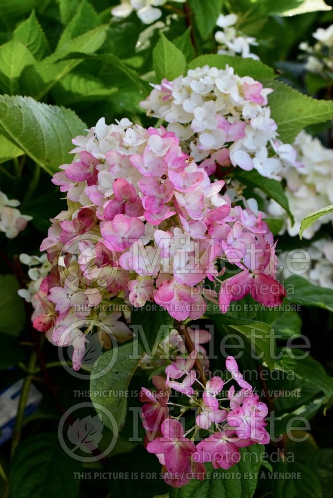 Hydrangea Fire Light (Panicle Hydrangea) 9