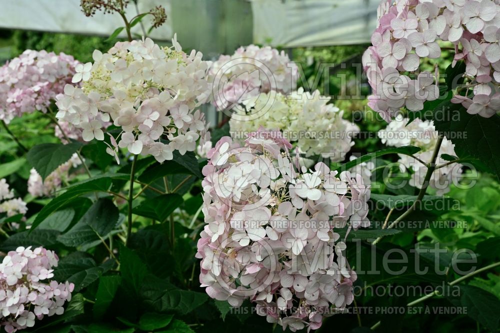 Hydrangea Incrediball Blush (Hydrangea) 1