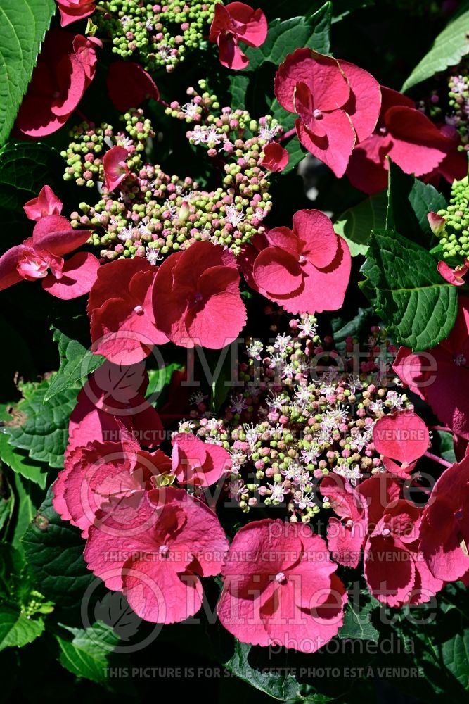 Hydrangea Cherry Explosion (Bigleaf Hydrangea Mophead) 1 