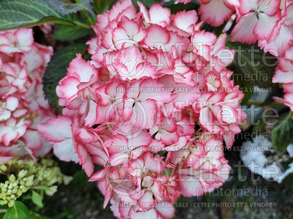 Hydrangea Cocktail (Bigleaf Hydrangea Mophead) 2