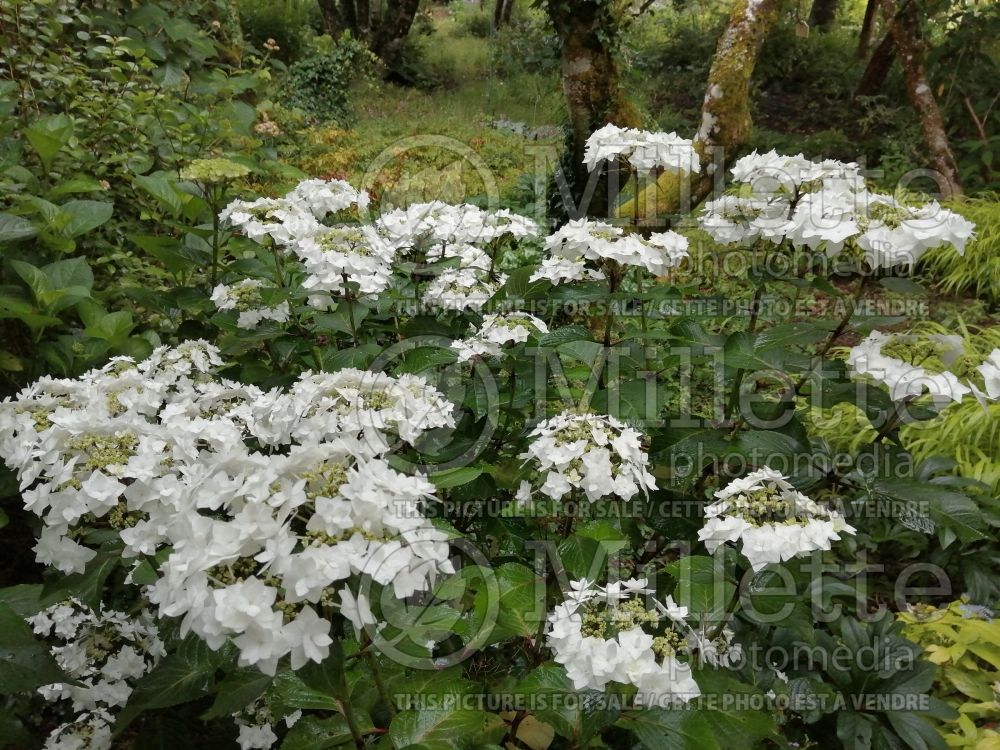 Hydrangea Dancing Snow aka Wedding Gown (Hydrangea) 5