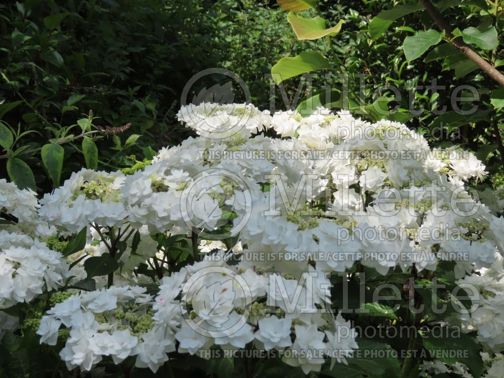 Hydrangea Dancing Snow aka Wedding Gown (Hydrangea) 6