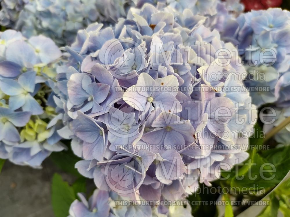 Hydrangea Fabolo Blue (Bigleaf Hydrangea Mophead) 1